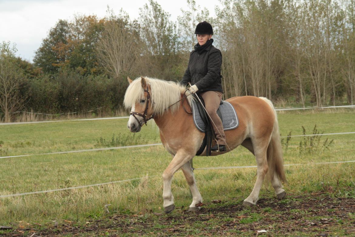 Haflinger Nyegaards Nicoll billede 3