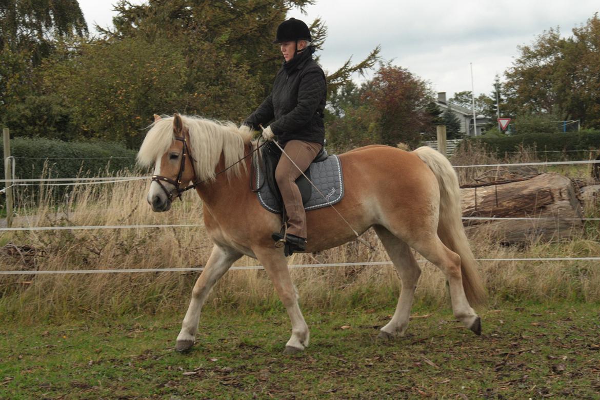 Haflinger Nyegaards Nicoll billede 4