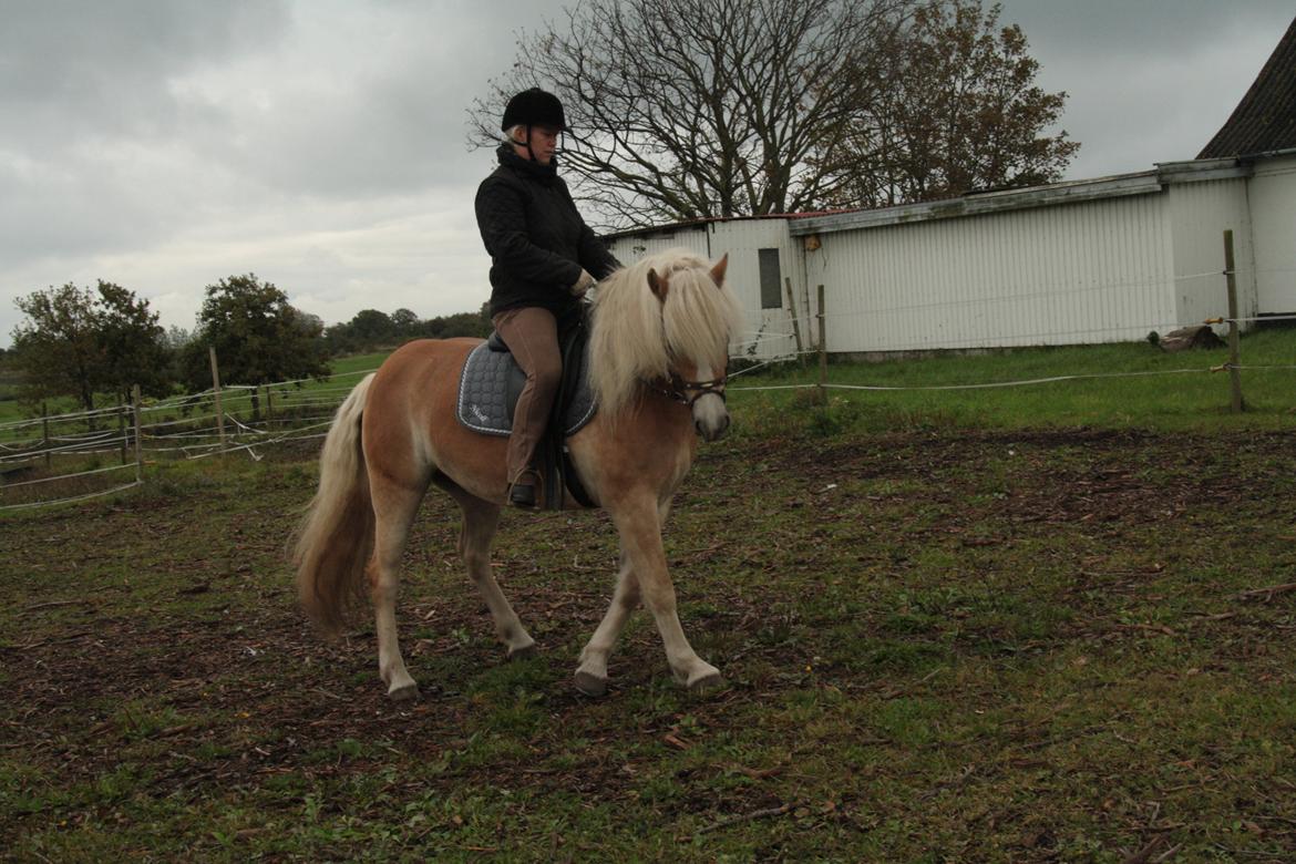 Haflinger Nyegaards Nicoll billede 5