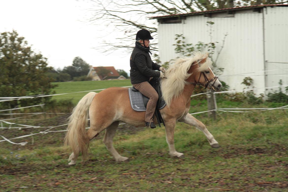 Haflinger Nyegaards Nicoll billede 6