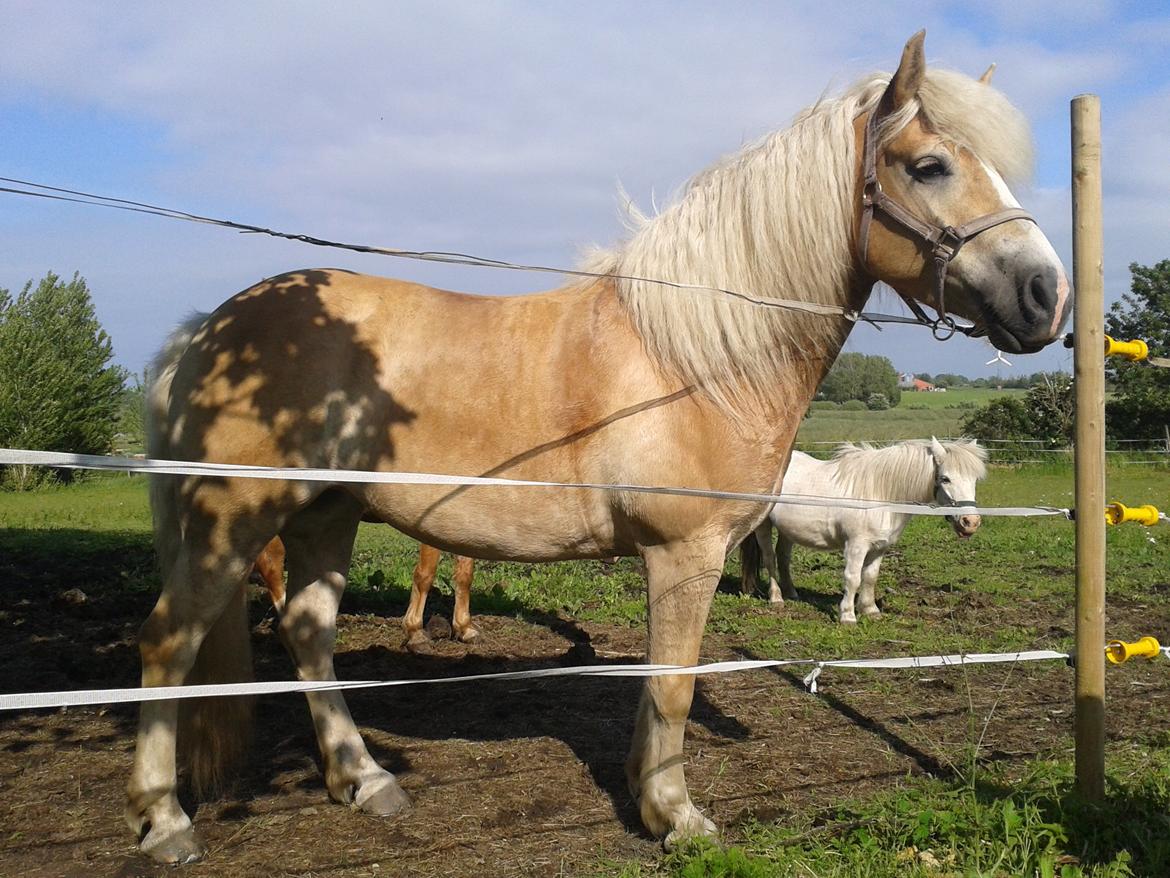 Haflinger Nyegaards Nicoll billede 7