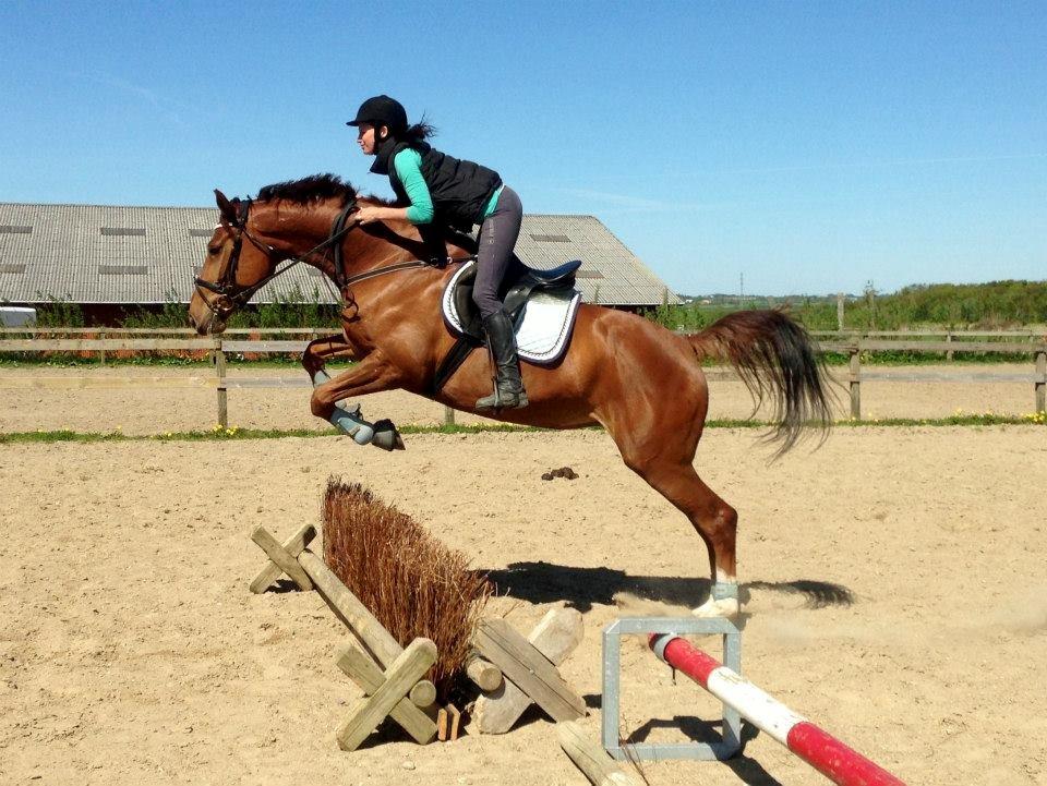 Dansk Varmblod Ça va? - Røde til TREC træning. billede 14