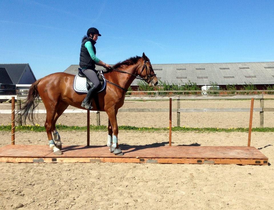Dansk Varmblod Ça va? - Var med til at øve TREC for sjov og sørme om ike den røde hest var helt cool til det :) billede 15
