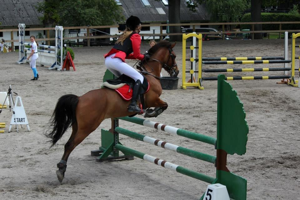 Anden særlig race PRINS KASHMIR  - d. 9/6-2013 stævne på Egene LA**  billede 7