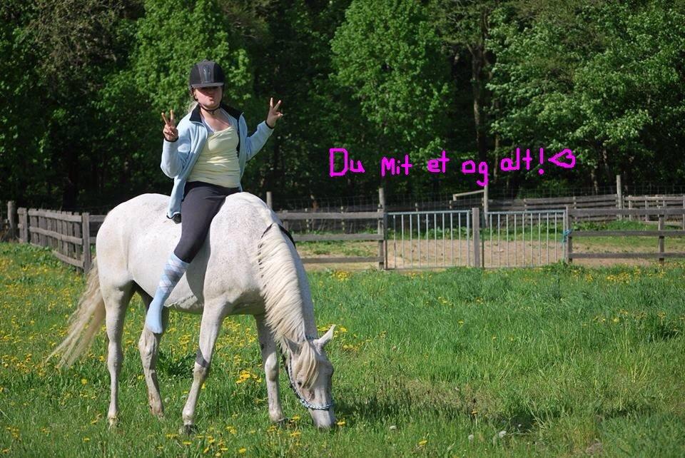 Arabisk fuldblod (OX) Senia <3 - 10) *23/5-2013* HAHAHAHA elsker dig! <3 Fotograf: Miniberidderen © billede 10