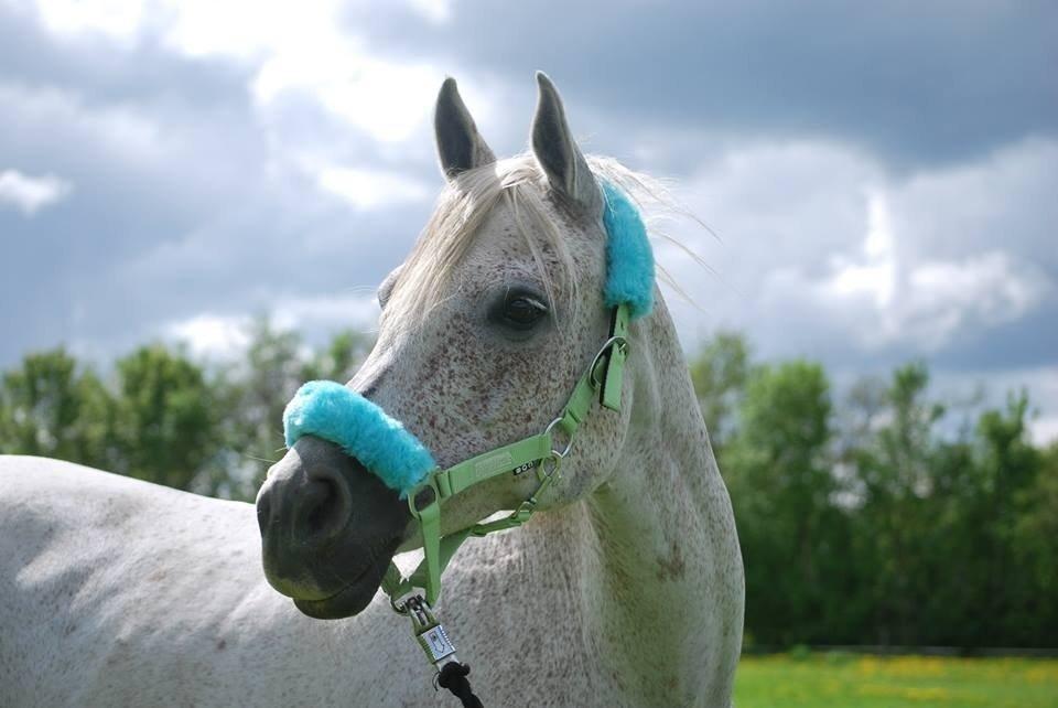 Arabisk fuldblod (OX) Senia <3 billede 11