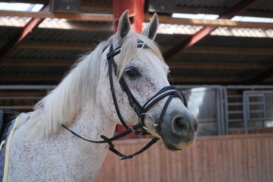 Arabisk fuldblod (OX) Senia <3 billede 12