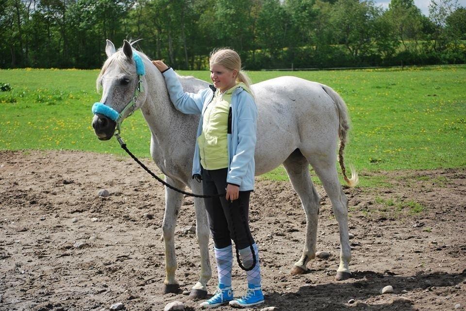 Arabisk fuldblod (OX) Senia <3 billede 13