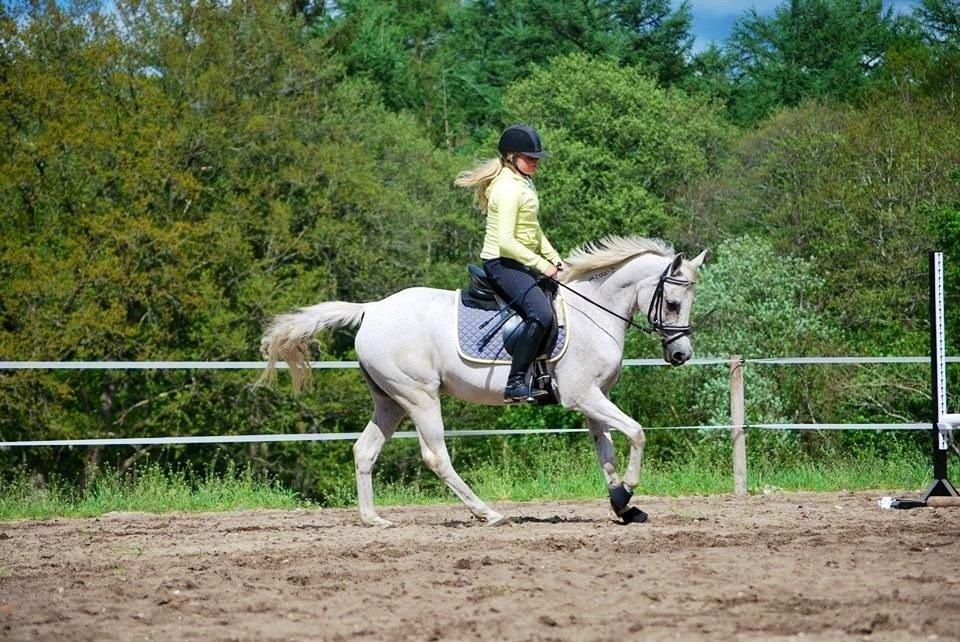 Arabisk fuldblod (OX) Senia <3 billede 15