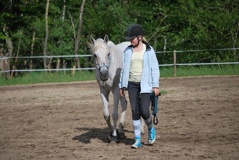 Arabisk fuldblod (OX) Senia <3 billede 18