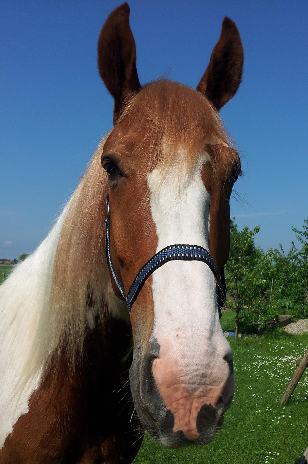 Anden særlig race Olivar - Solgt - Velkommen til Olivars profil :-) billede 1
