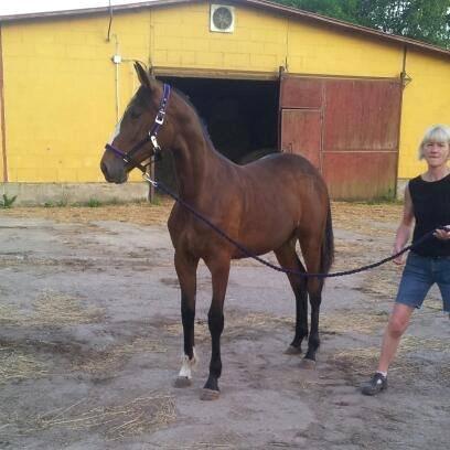 Traver Amazing Ann - 1 år og 1 måned gammel da vi hentede hende i polen billede 16