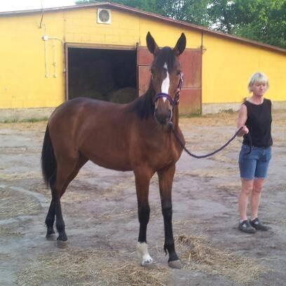 Traver Amazing Ann billede 17