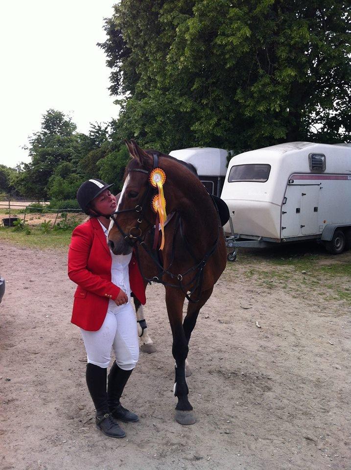 Dansk Varmblod My Choice billede 4