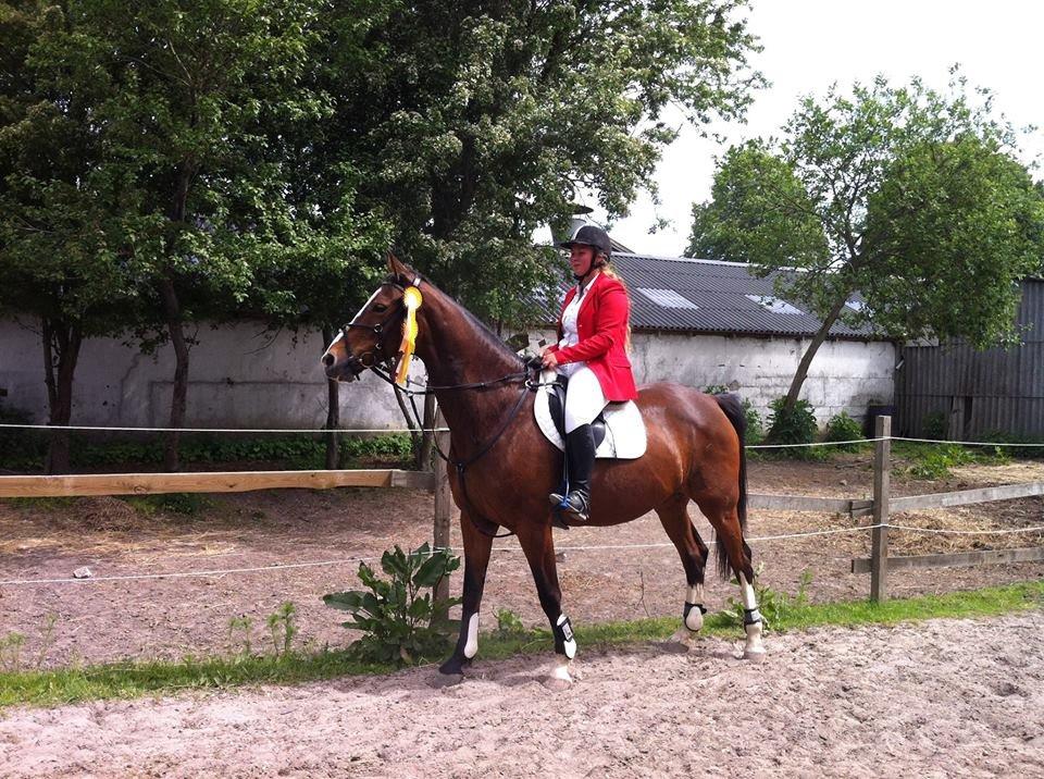 Dansk Varmblod My Choice billede 12