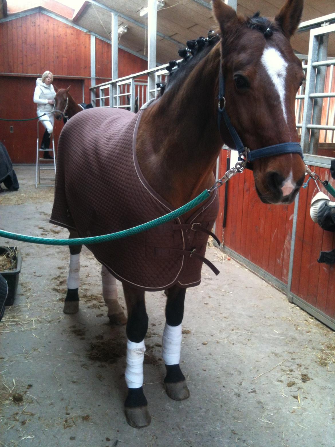 Dansk Varmblod Candor Højvang billede 13