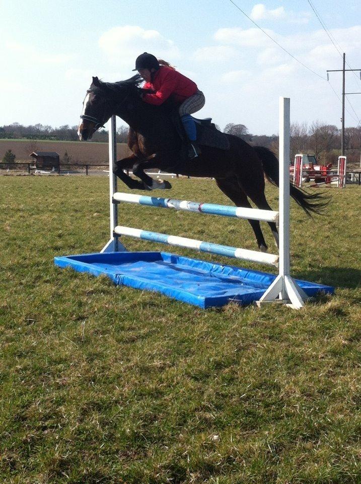 Dansk Varmblod Cavan billede 2