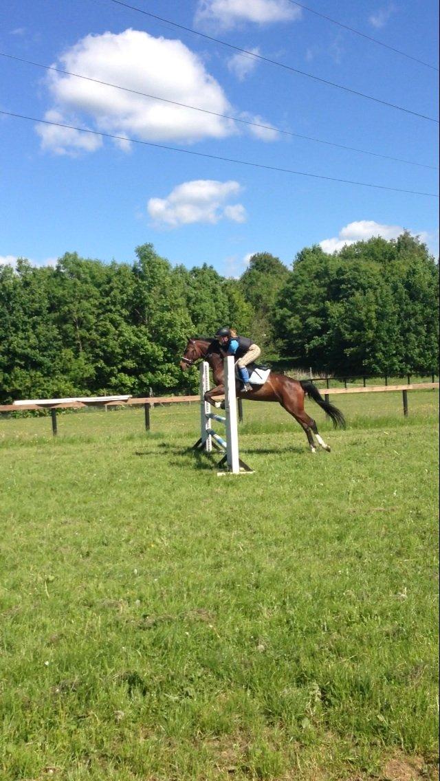 Dansk Varmblod Cavan billede 3