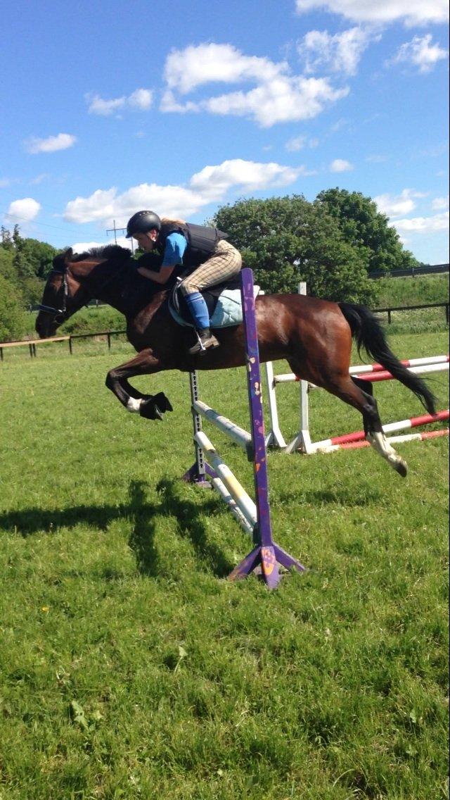 Dansk Varmblod Cavan billede 4