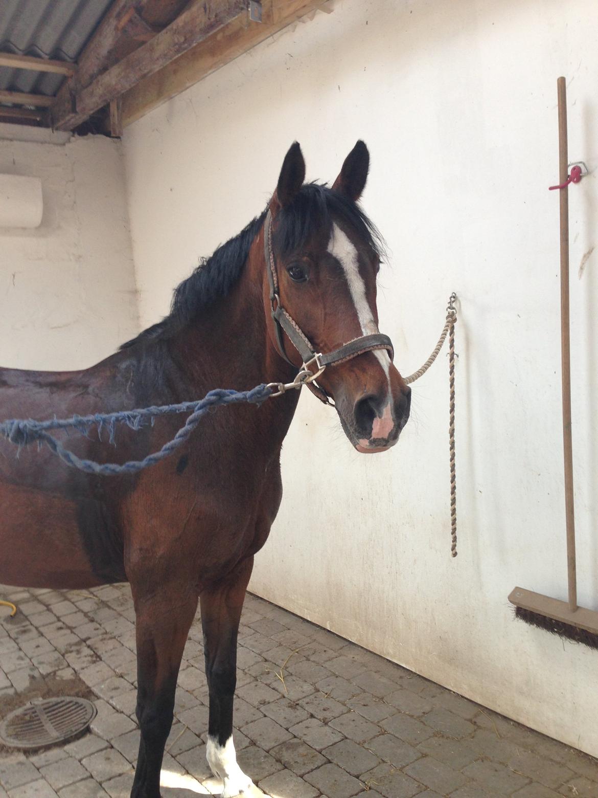 Dansk Varmblod Cavan billede 5