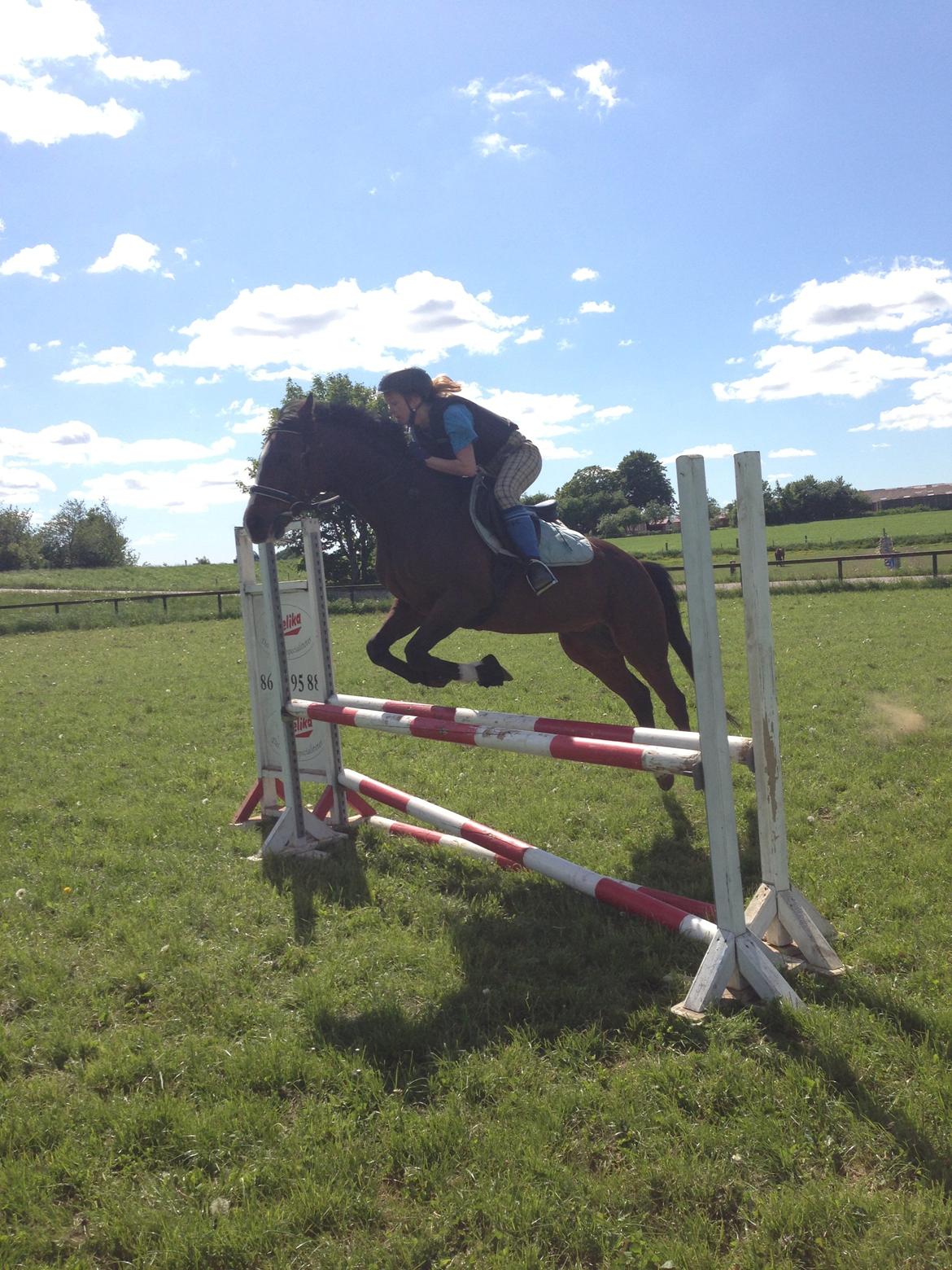 Dansk Varmblod Cavan billede 6