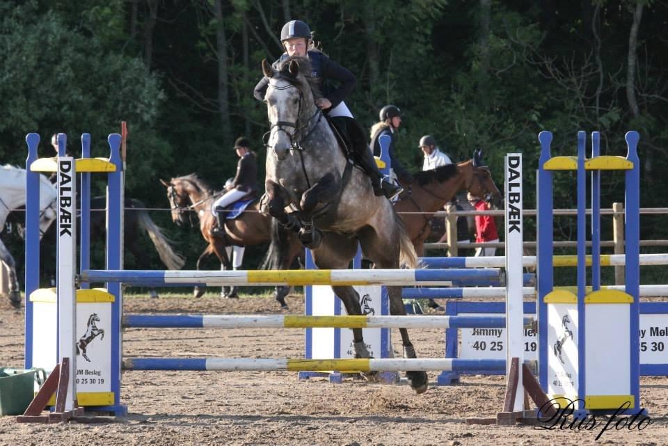Hollandsk Varmblod Baron - Baron i Vejle billede 3