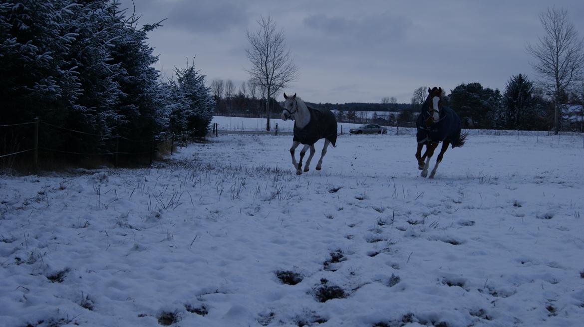 Anden særlig race Timon *min baby hest :D * - på fold med de nye venner  billede 13