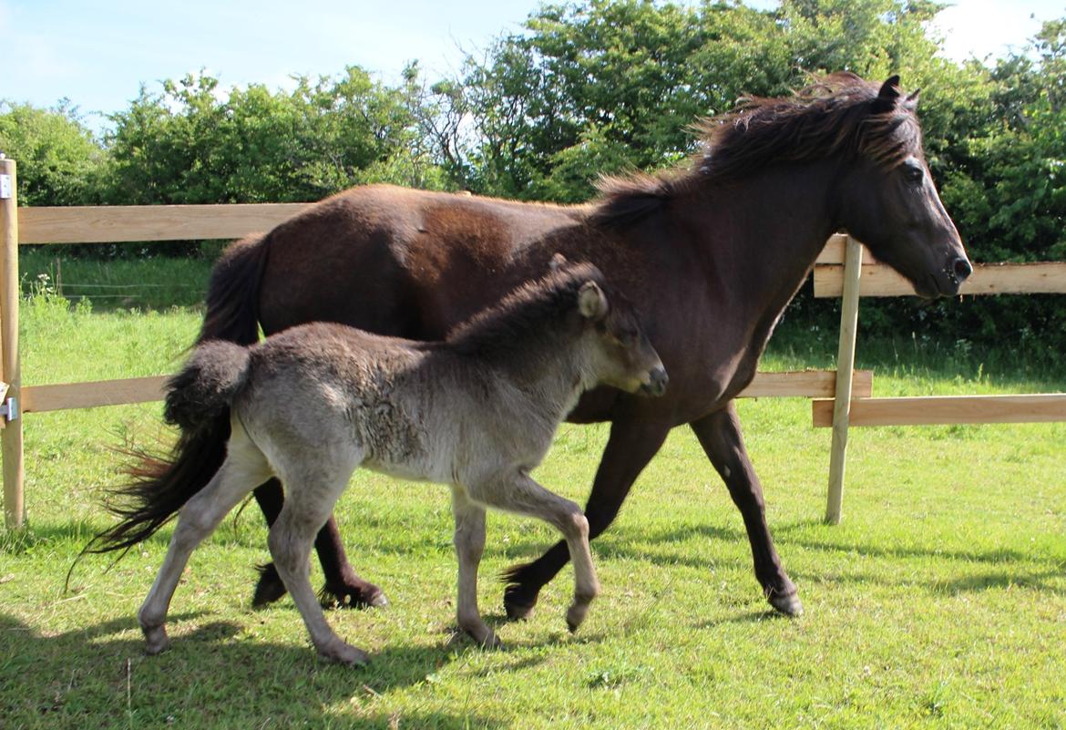 Islænder Eygló Fra Rørsgaard billede 11