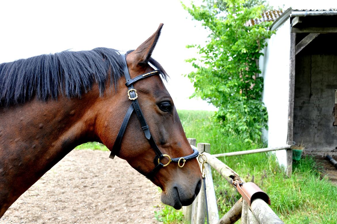 Oldenborg VESTERBÆKS EMILY billede 12