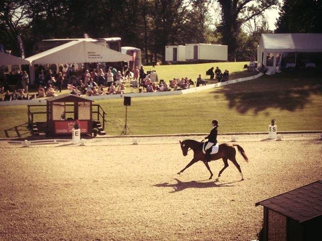 Trakehner Catwalk billede 4