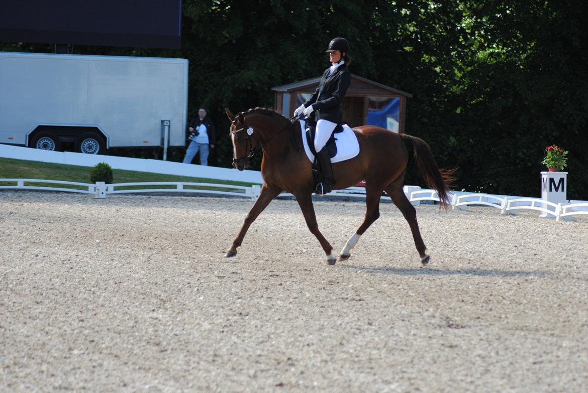 Trakehner Catwalk billede 2