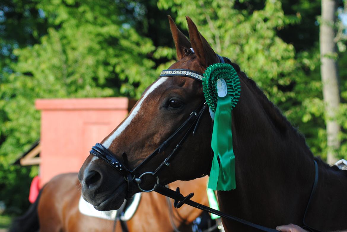 Trakehner Catwalk billede 3