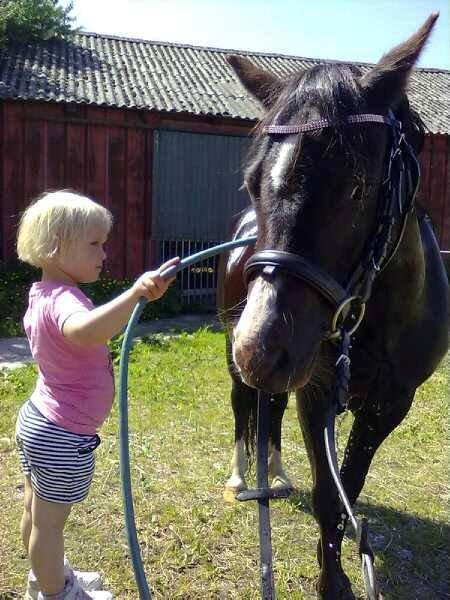 Welsh Mountain (sec A) Rosengårdens Pil - frida vasker pil til dyrskue billede 15