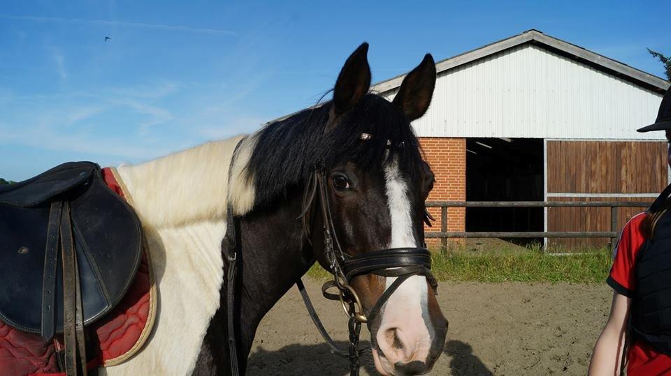 Anden særlig race Rainbow - Velkommen til Rainbows profil :) billede 1