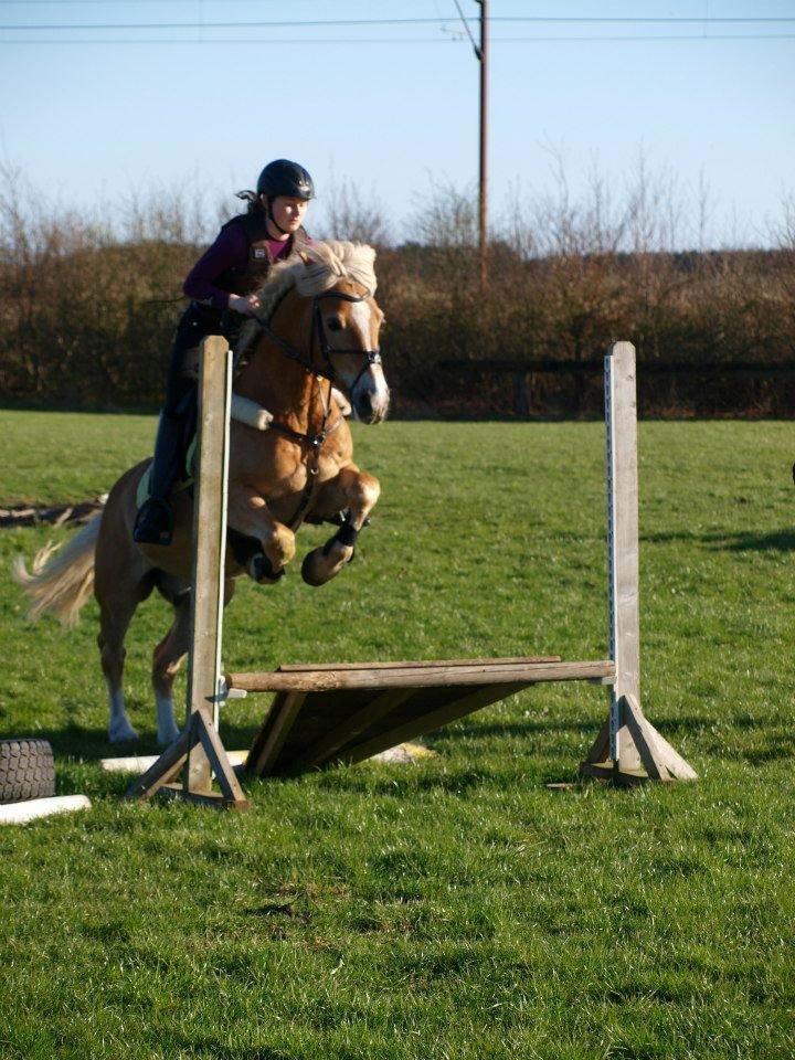 Tyroler Haflinger Story - Springtræning 2013 billede 20