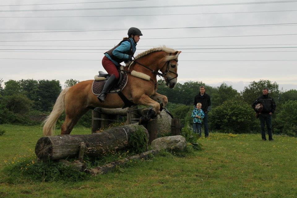 Tyroler Haflinger Story - Military træning i Sønderskov billede 21