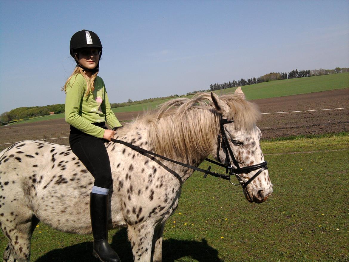 Knabstrupper Bonnie - Laura rider en tur uden sadel. <3 billede 1