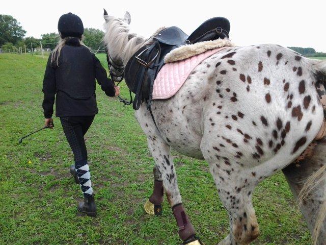 Knabstrupper Bonnie billede 2