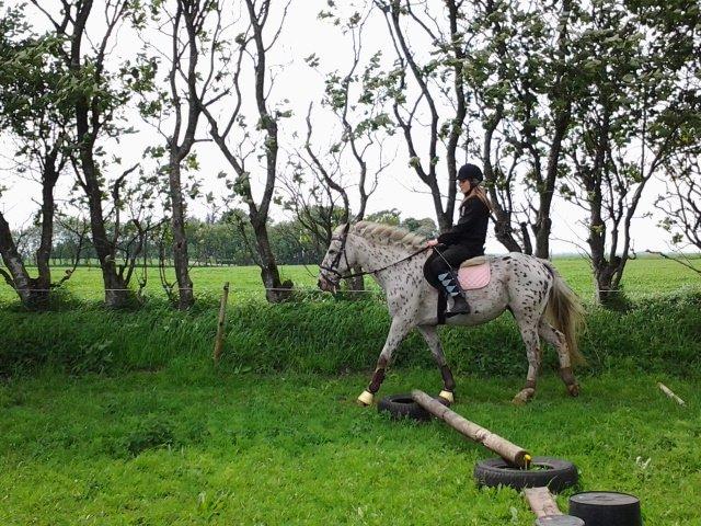 Knabstrupper Bonnie billede 3