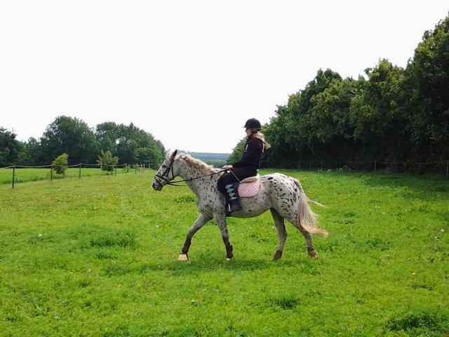 Knabstrupper Bonnie billede 4