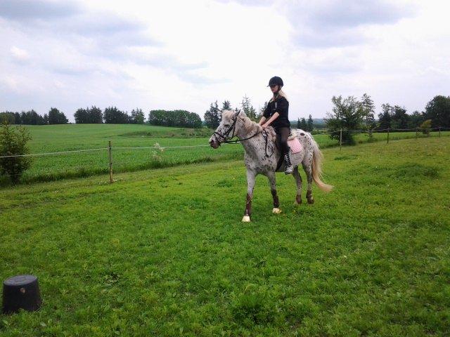 Knabstrupper Bonnie billede 5