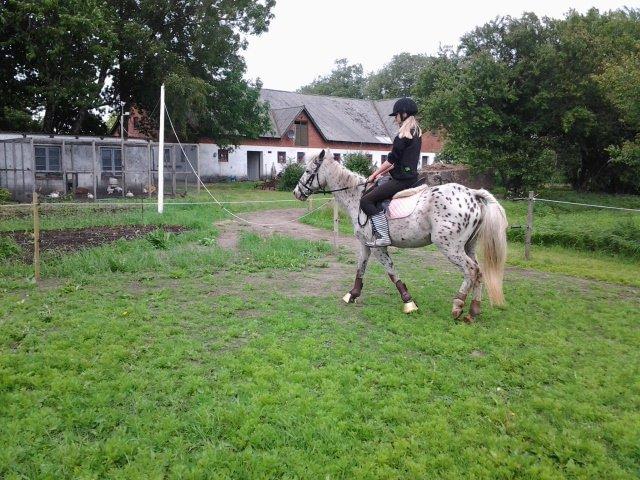 Knabstrupper Bonnie billede 6