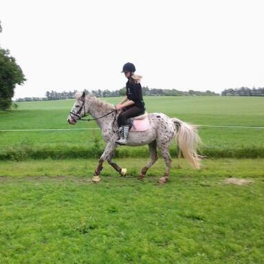 Knabstrupper Bonnie billede 7