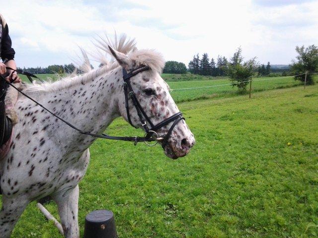 Knabstrupper Bonnie billede 8