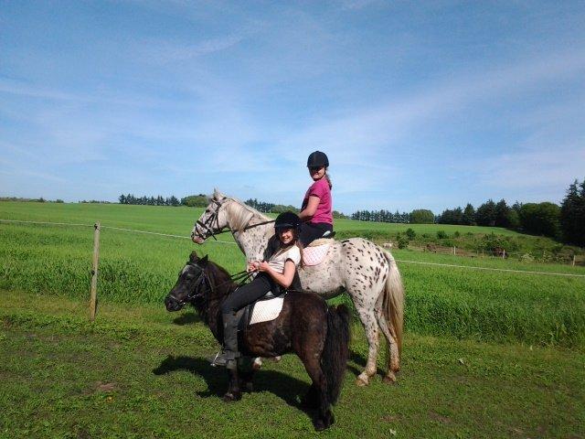 Knabstrupper Bonnie billede 9