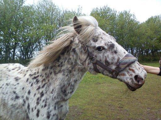 Knabstrupper Bonnie billede 10