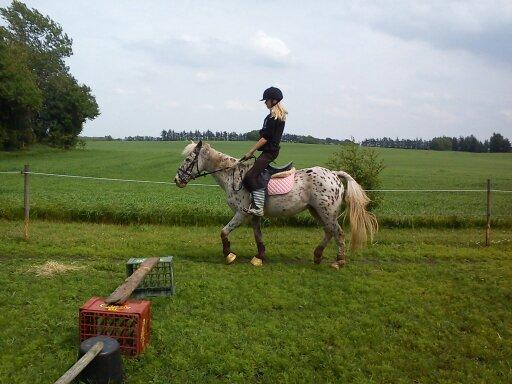 Knabstrupper Bonnie billede 11