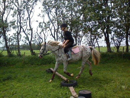 Knabstrupper Bonnie billede 13