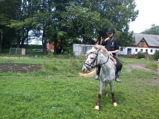 Knabstrupper Bonnie billede 14