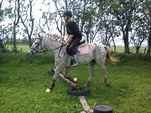 Knabstrupper Bonnie billede 15